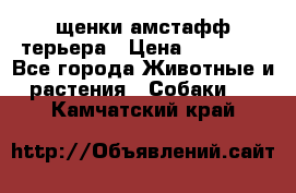 щенки амстафф терьера › Цена ­ 30 000 - Все города Животные и растения » Собаки   . Камчатский край